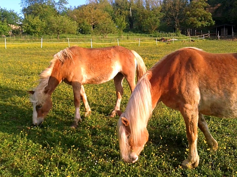 Il Mugello B&B