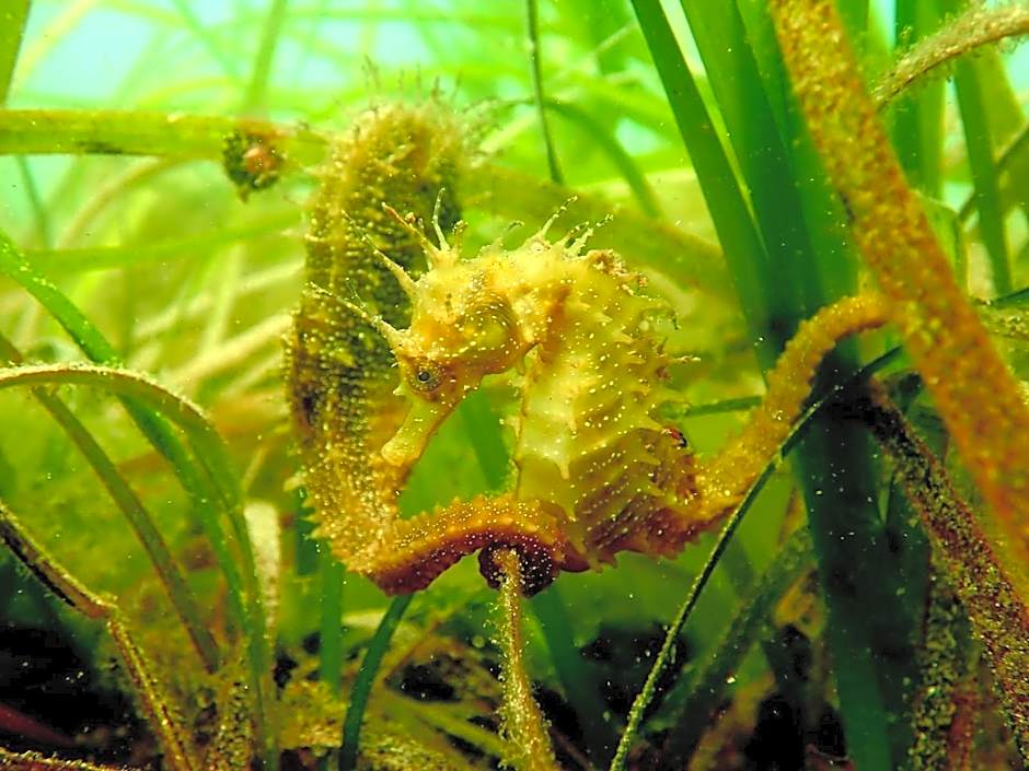 Apartamentos Ria de Aldan