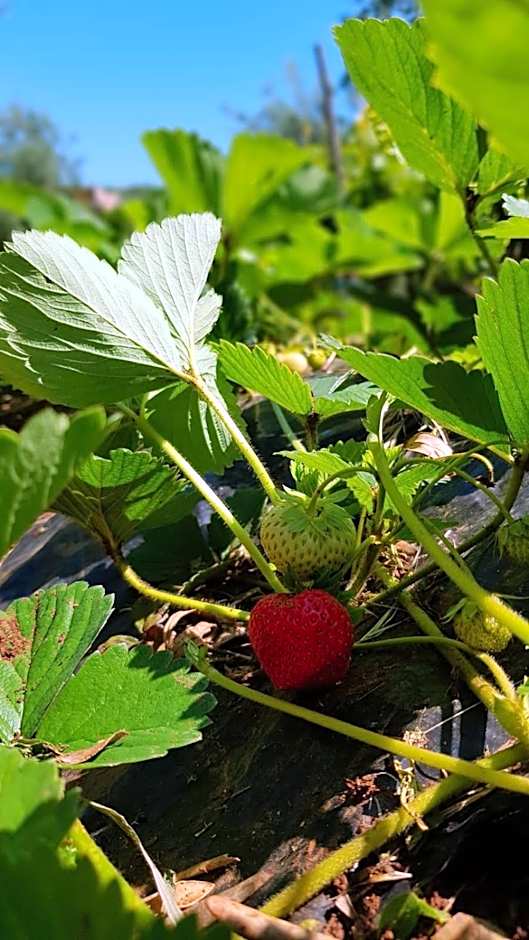 Agriturismo Country Casale Rufo
