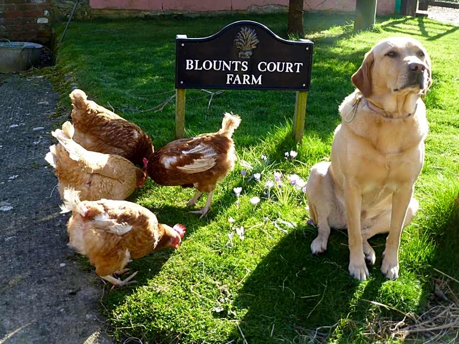 Blounts Court Farm