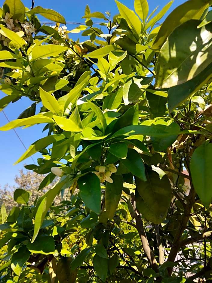 B&B La Casa di Giuliana