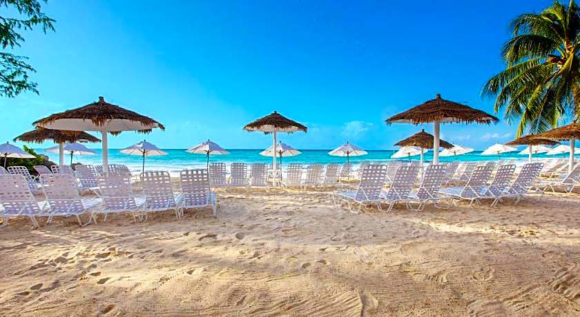 Bougainvillea Barbados