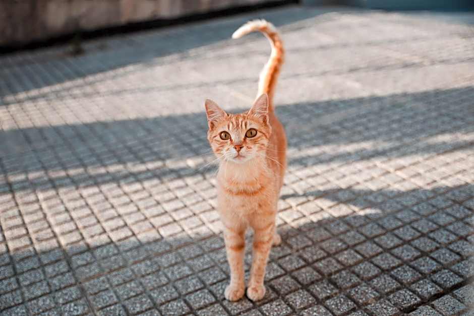 Casa del Parco Adamello