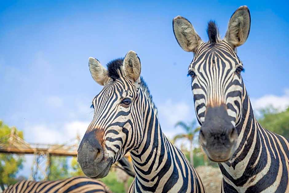 Hotel Selwo Lodge - Animal Park Tickets Included