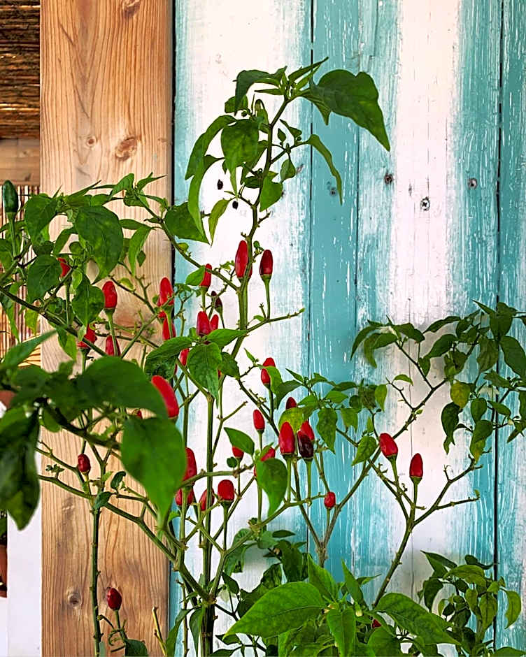 Casa da Madalena Backpackers Hostel