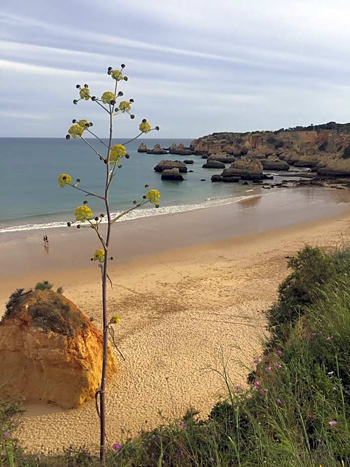 Casa Três Palmeiras