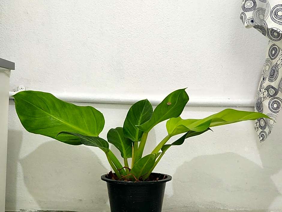 GOOD VIBE garden house Sattahip