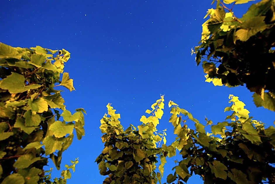 Tenuta di Castellaro Winery & Resort