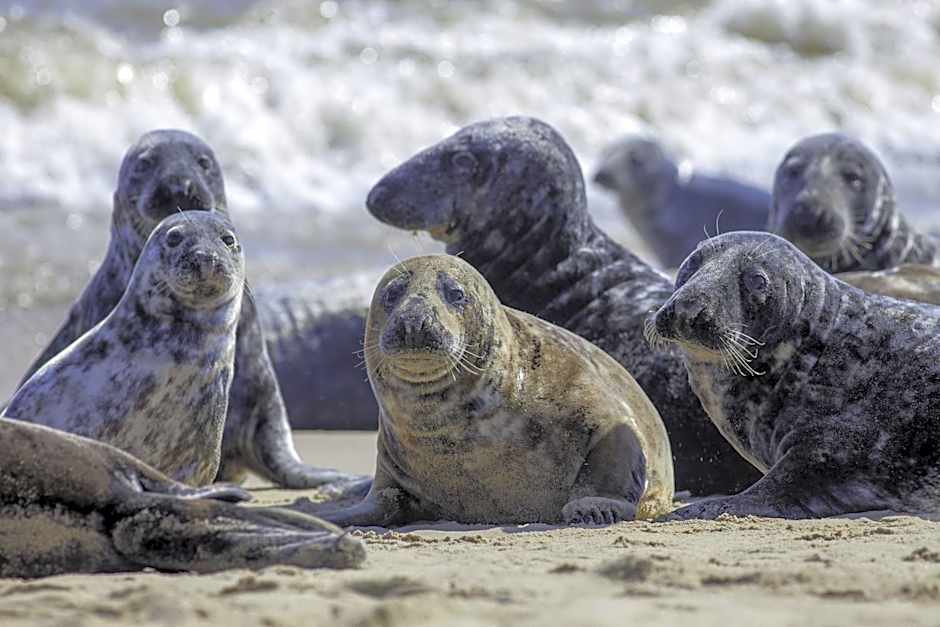 Villa boZEN w Juracie
