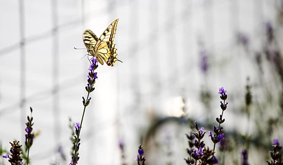 Lavanda Mobile Homes & Villas