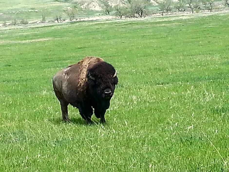 Badlands Hotel & Campground
