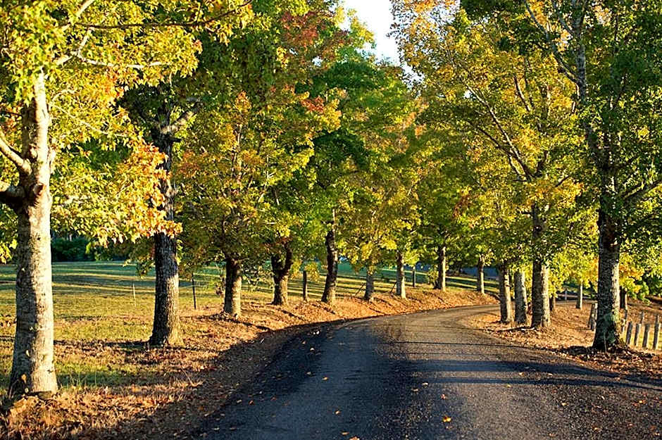 Clarendon Forest Retreat