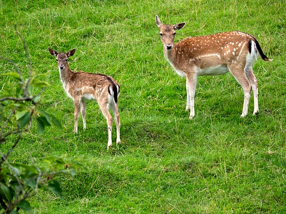 Waldhotel Felsenkeller