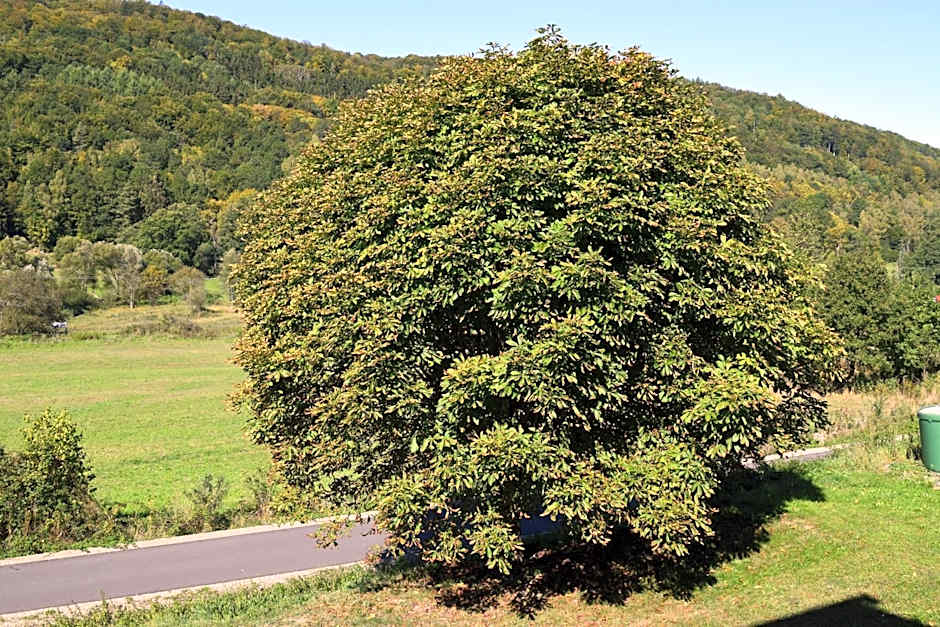 Landhotel Weisses Ross garni