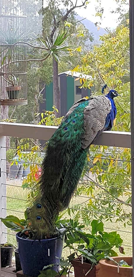 Gold Coast Tree Houses