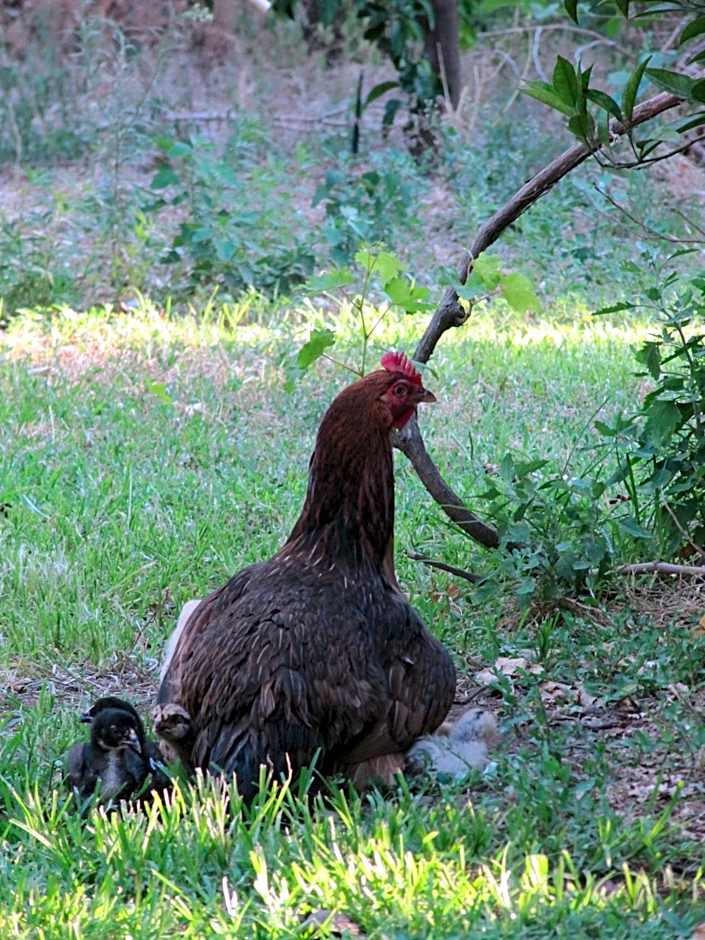 Baris Pension & Bungalows