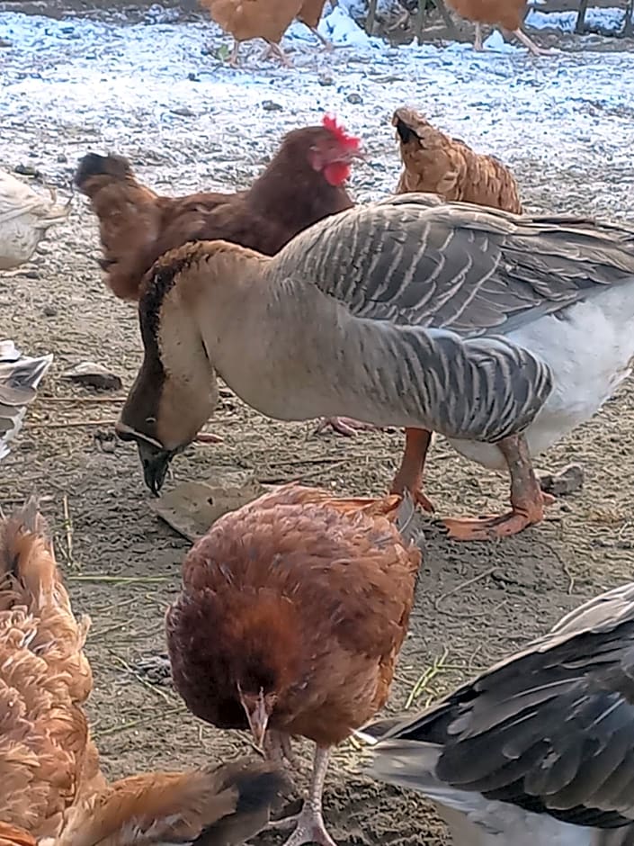 Agroturystyka Cold Sea