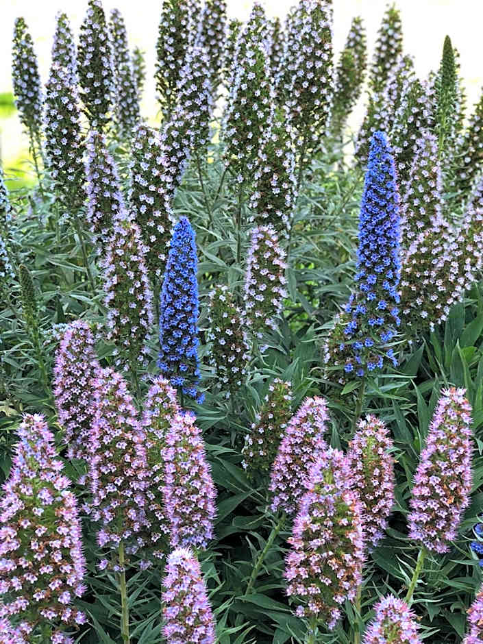 The Inn at the Tides