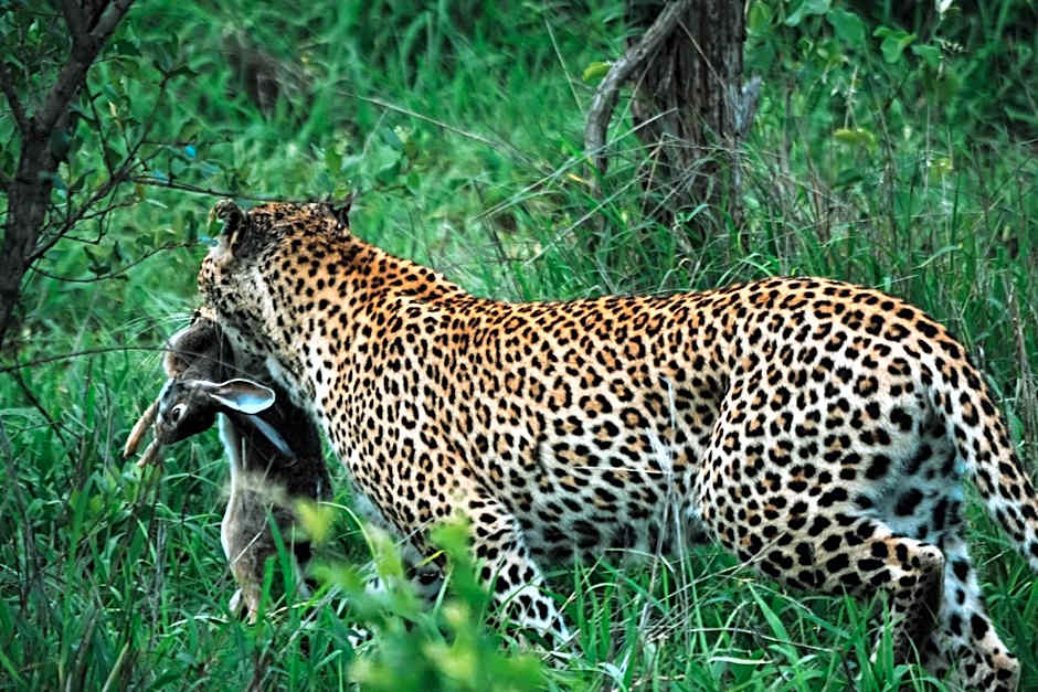Honeyguide Tented Safari Camp - Khoka Moya