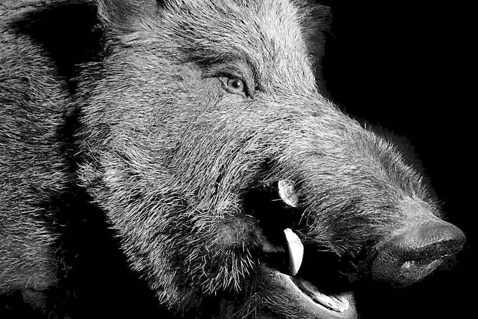 Firefly Luxury Suites