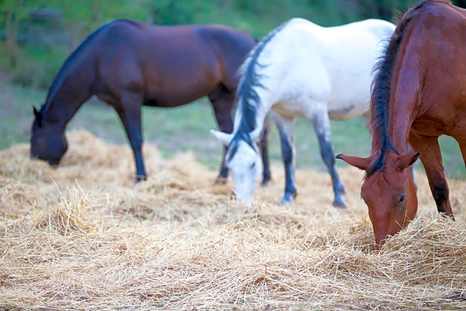 La dimora degli Etruschi