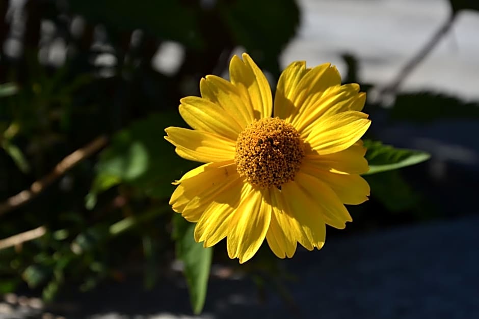 B&B Les Fleurs