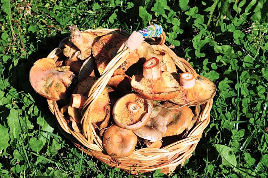 Aparthotel El Refugio de Aran Vielha