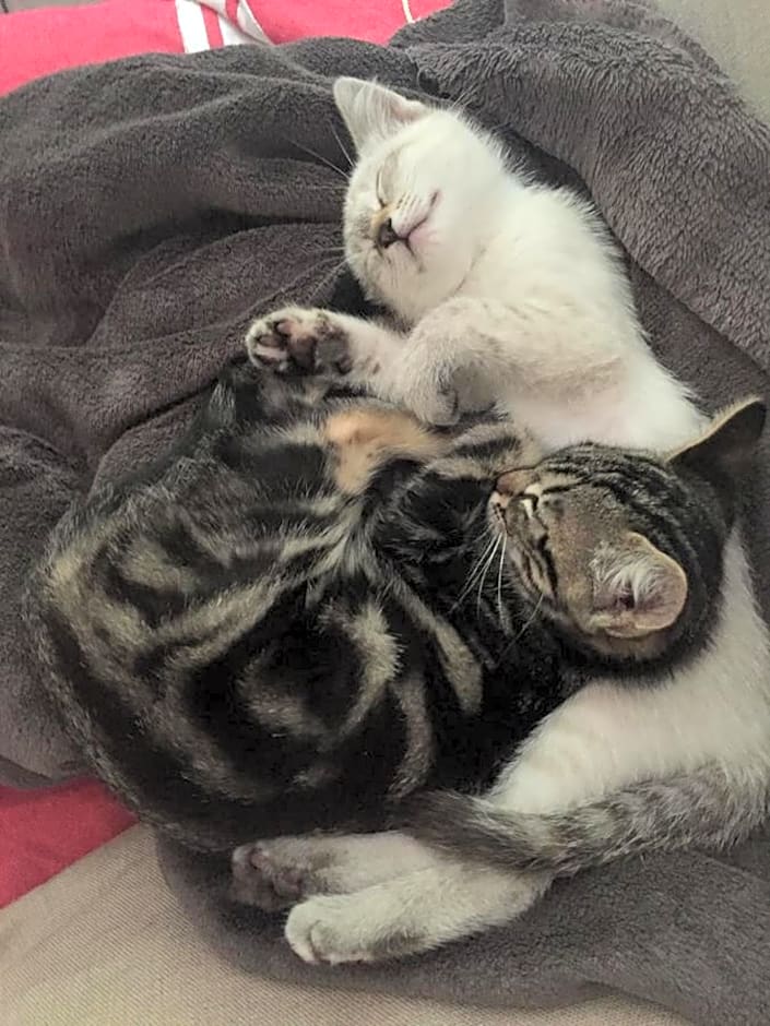 La maison de caroline