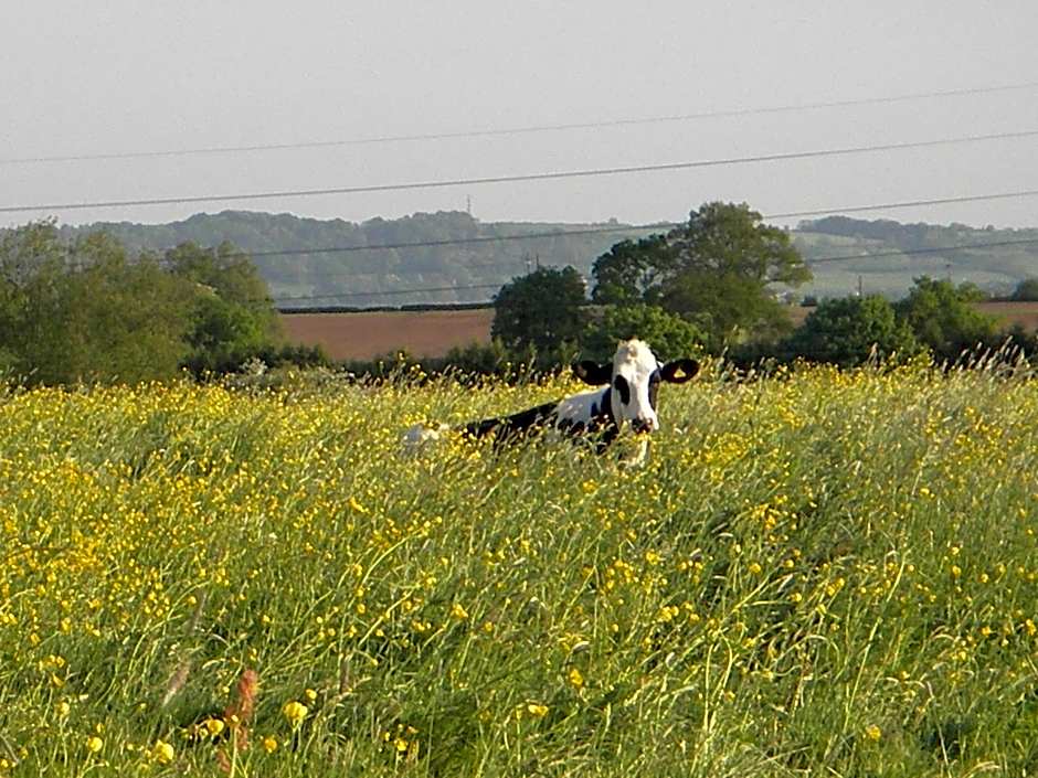 Schoolhouse Restaurant and Hotel