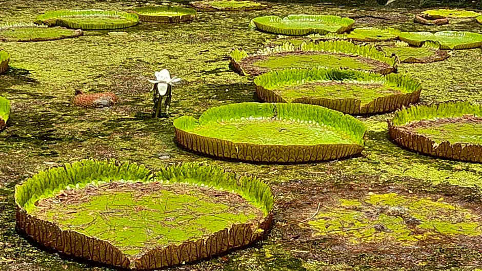 Le Clos des Bains Mauritius
