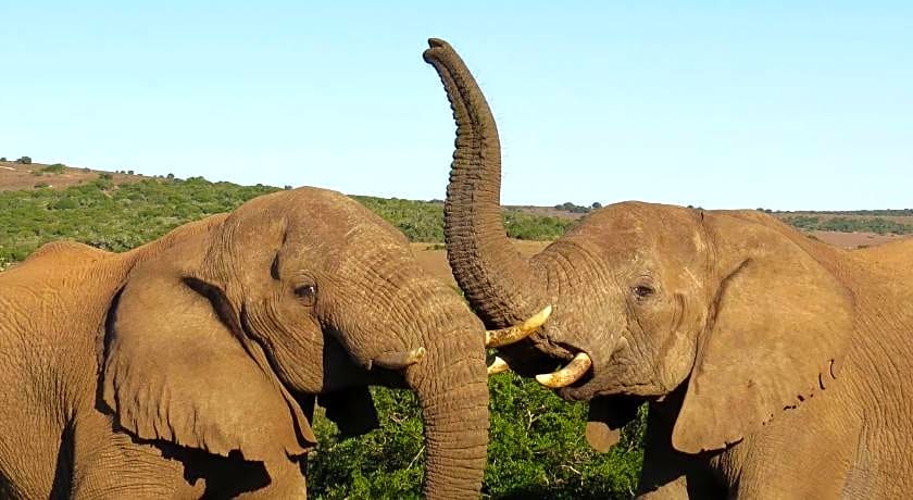 HillsNek Safari Camp