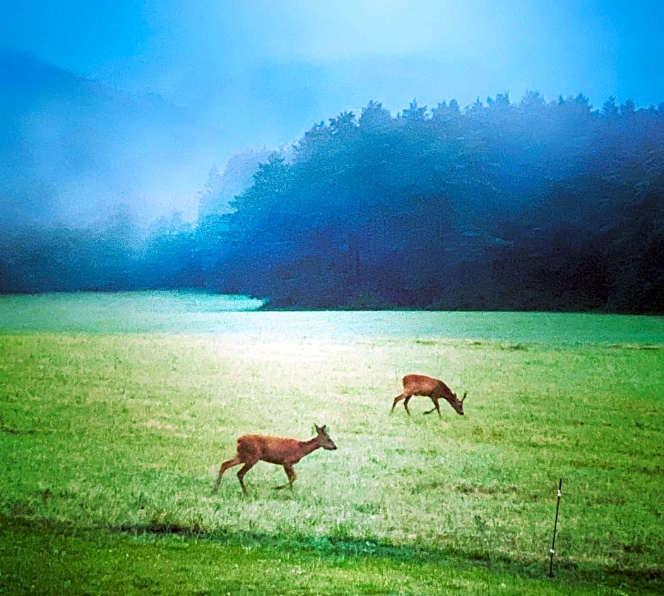 Domaine de Cazal - Chambres d'Hôtes avec piscine au c¿ur de 26 hectares de nature préservée