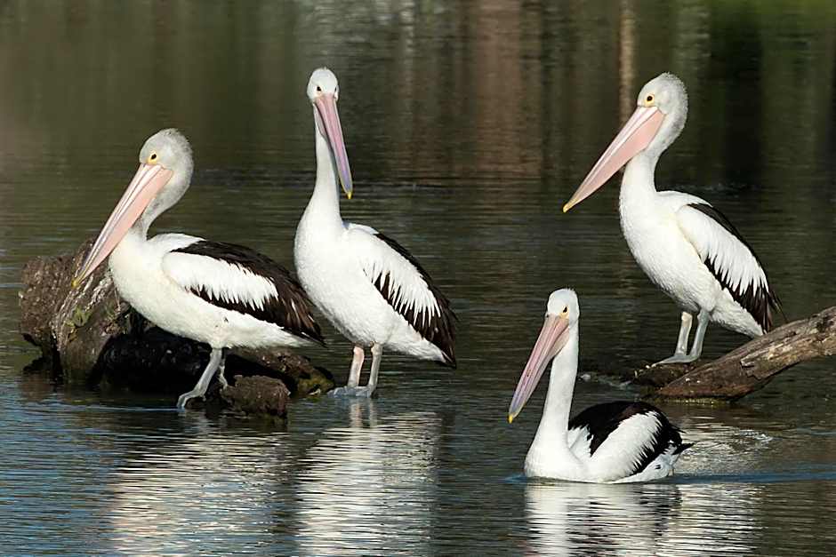 Berri Riverside Holiday Park