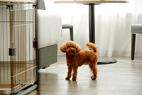 Dog-Friendly Room Twin, Guest room, Twin, City view