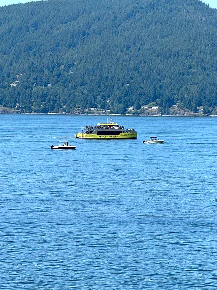 Dream House -Water Lily