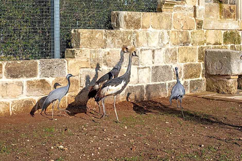 Masseria Borgo Segine - Relais nel Salento