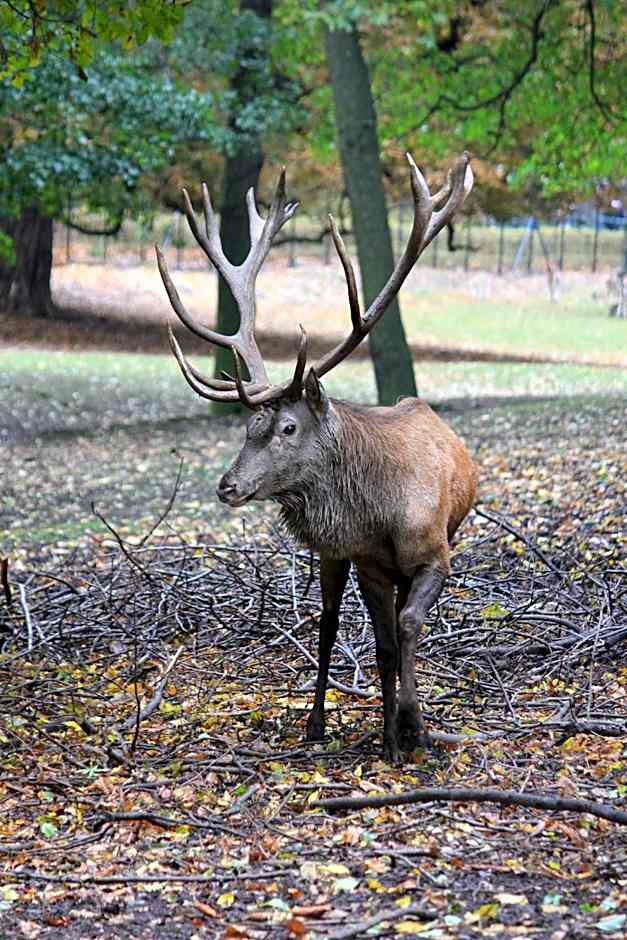 Ringhotel Weißer Hirsch
