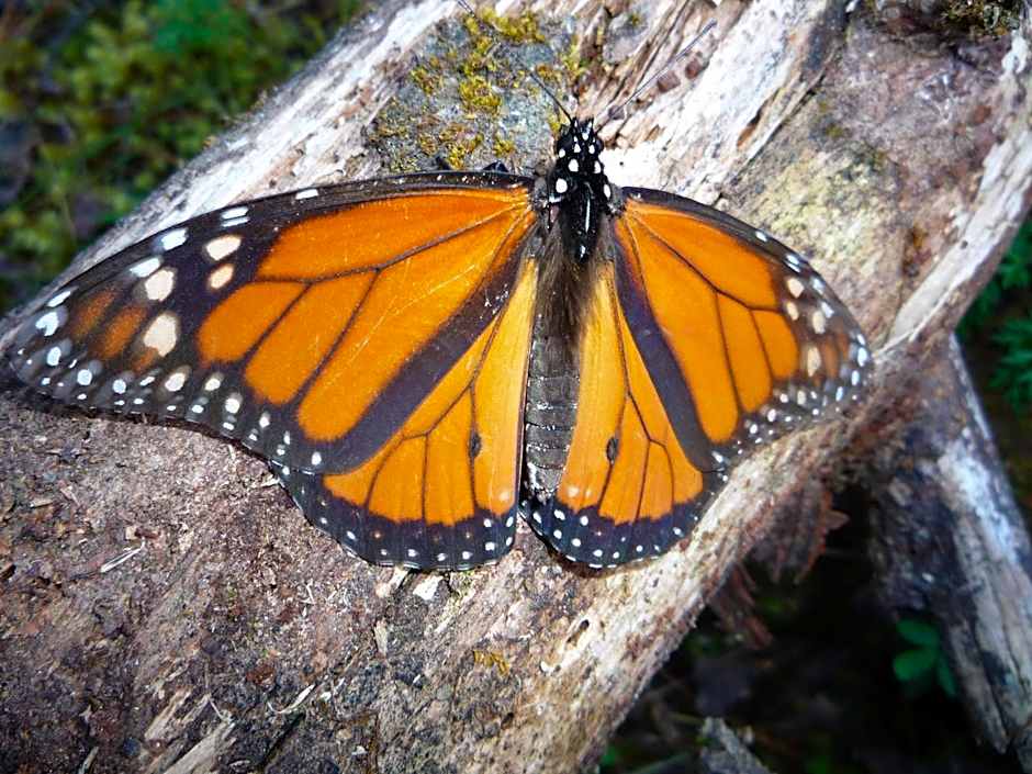 Hotel Rancho San Cayetano