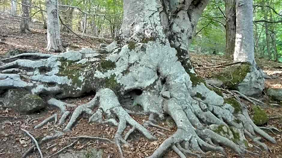 Thalassa Locanda B&B e appartamento