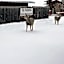Deer Lodge