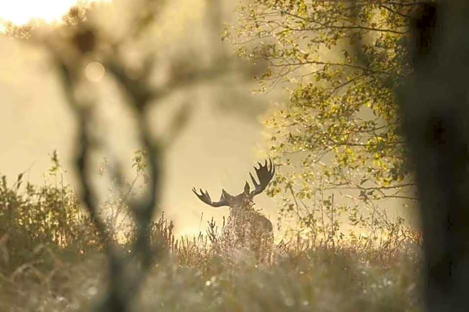 Gościniec Biebrzański
