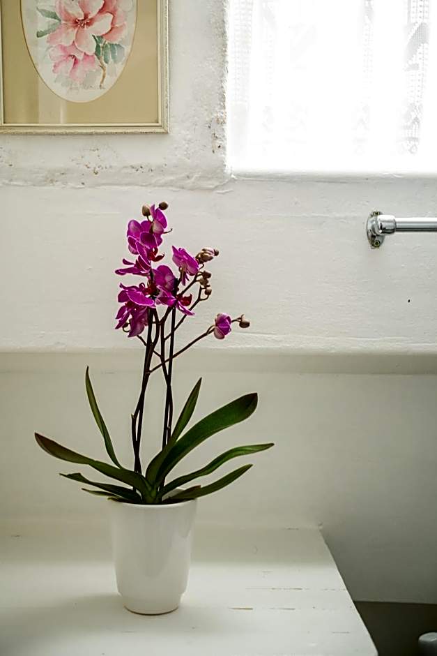 Bosky Dell on Boulders Beach