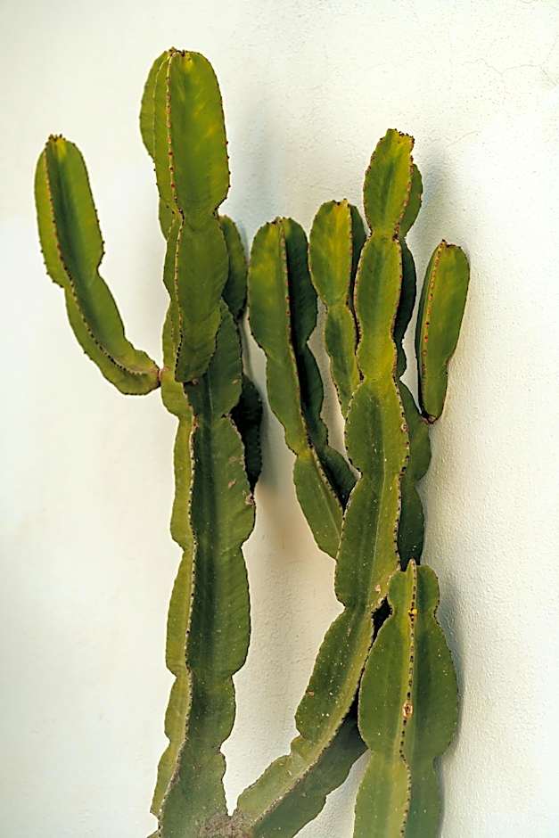 Paradise Relais Villa Janto'