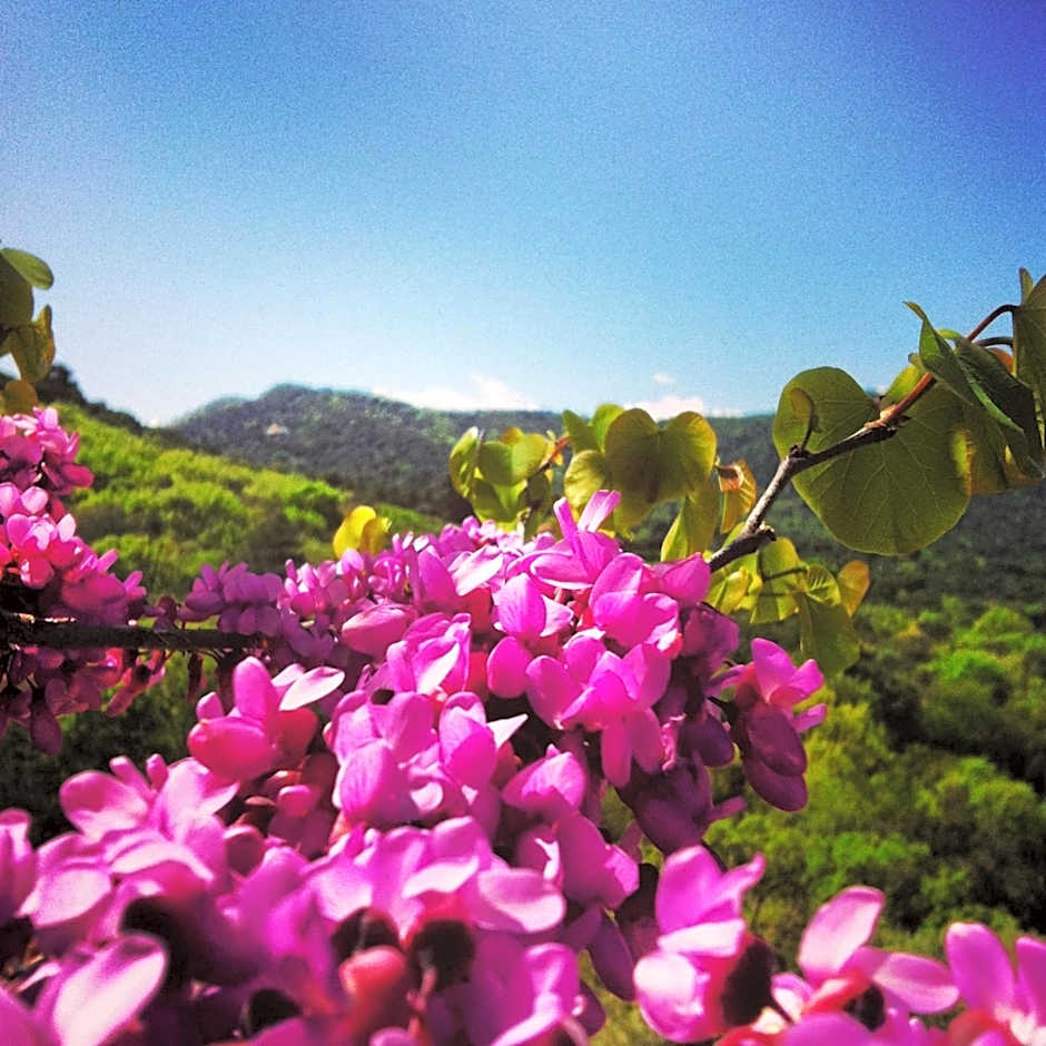 Masia Vista Hermosa