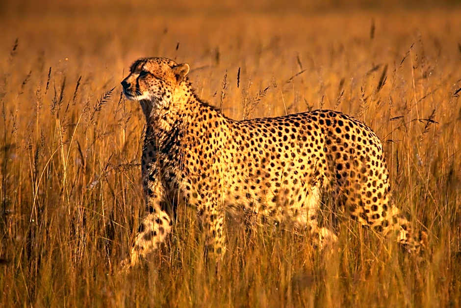 Founders Lodge by Mantis