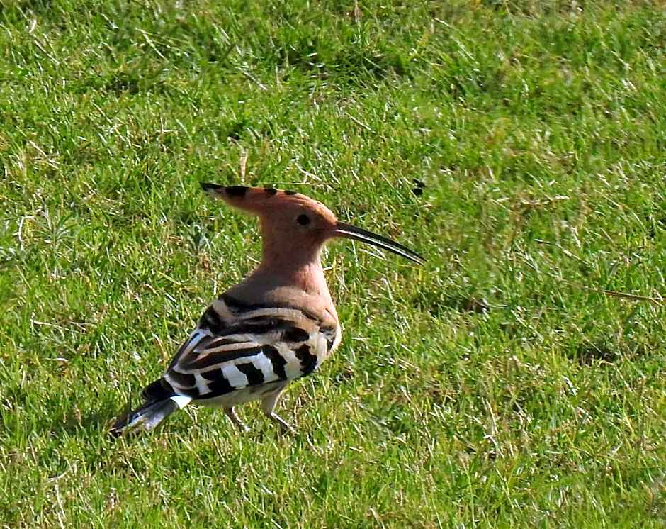 Villa Aries - Rural Chic Experience