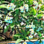 Villa Megna - Green Paradise B&B