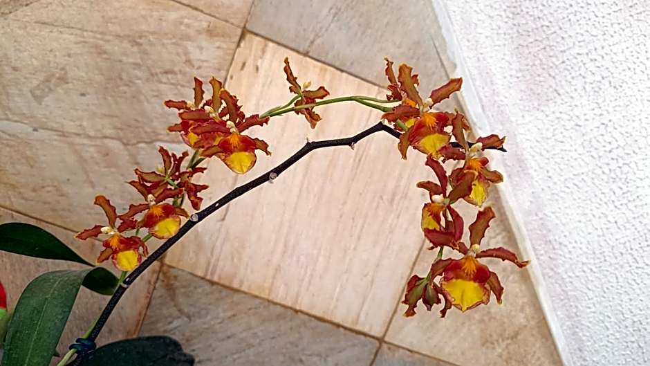 Pousada Betel - Moradas Familia Betel