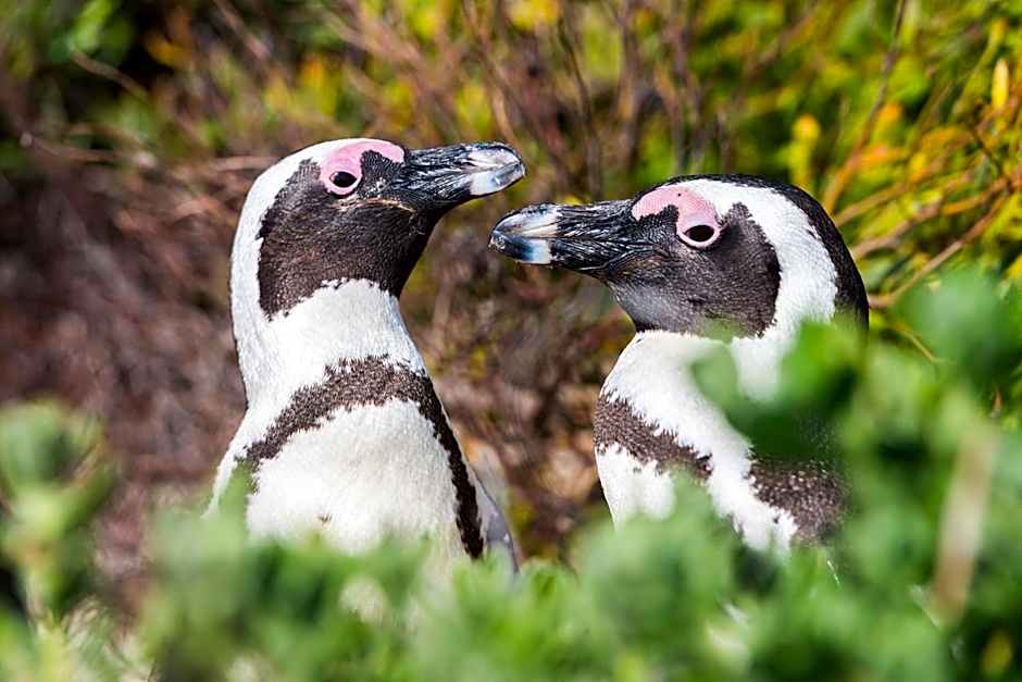 Simon's Town Quayside Hotel