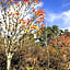 Country Inn Mori no Gorilla